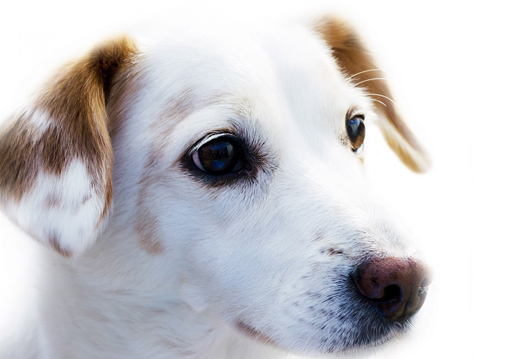 L��ducation positive du chien, qu�est-ce que c�est ?